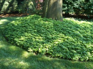 Pachysandra ground covering