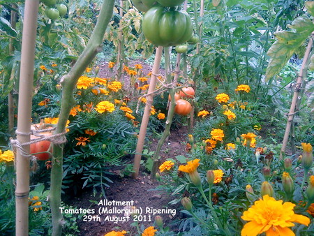 Allotment - Tomatoes (Mallorquin) Ripening 29th August 2011