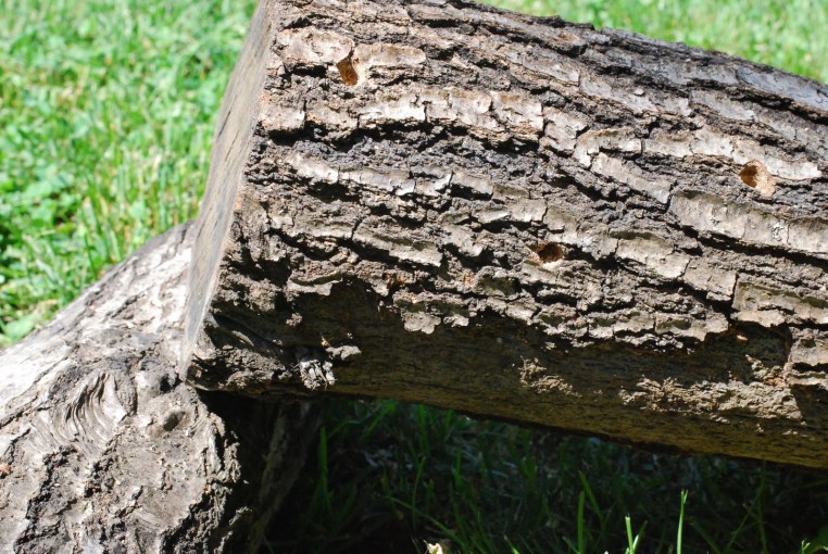 Image result for oak log